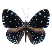 HAMADRYAS LAODAMIA SAURITES 